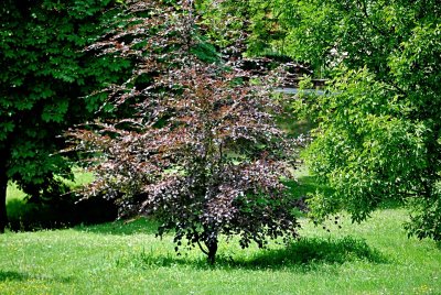 Fagus sylvatica 'Tricolor' - buk lesní - letní habitus (23)